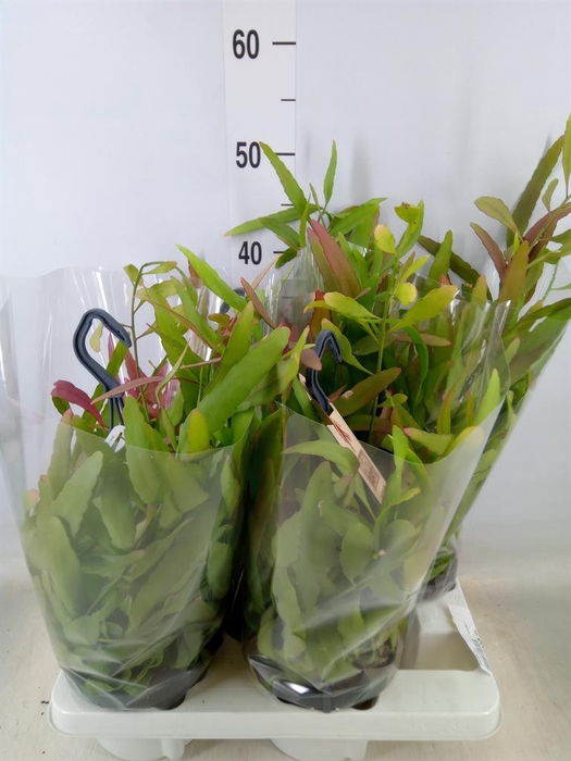 <h4>Rhipsalis   ...</h4>