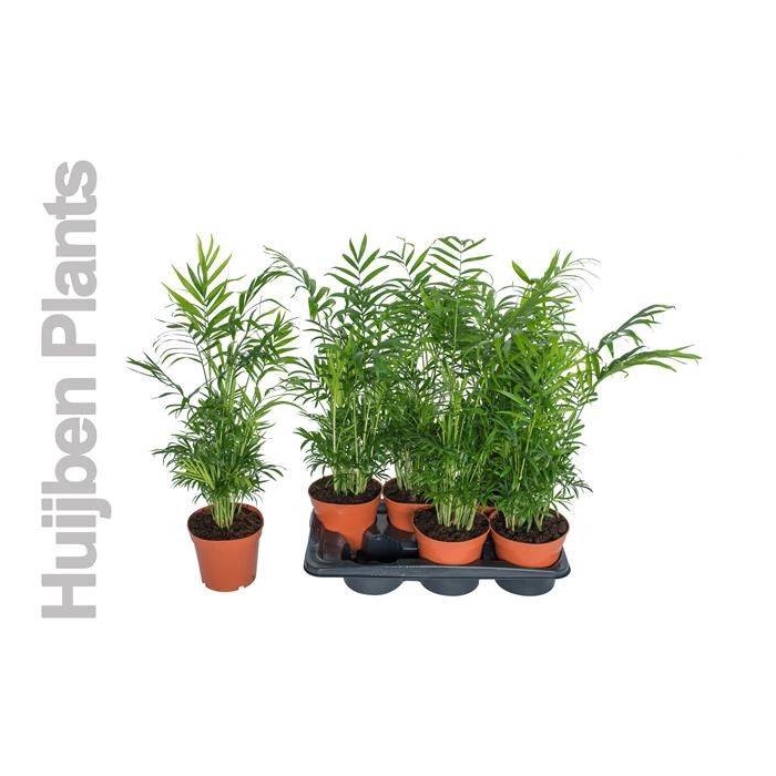 <h4>Chamaedorea elegans 17Ø 60cm</h4>