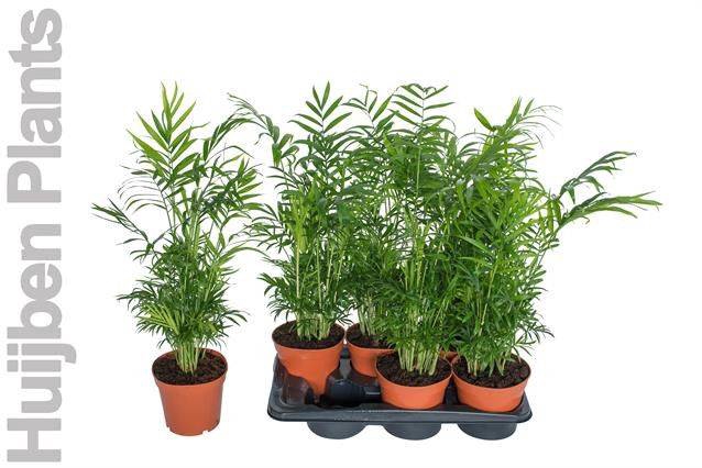 Chamaedorea elegans 17Ø 60cm
