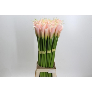 Zantedeschia Eydolls Salmon