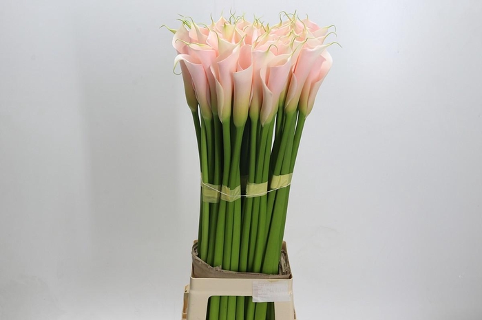 Zantedeschia Eydolls Salmon