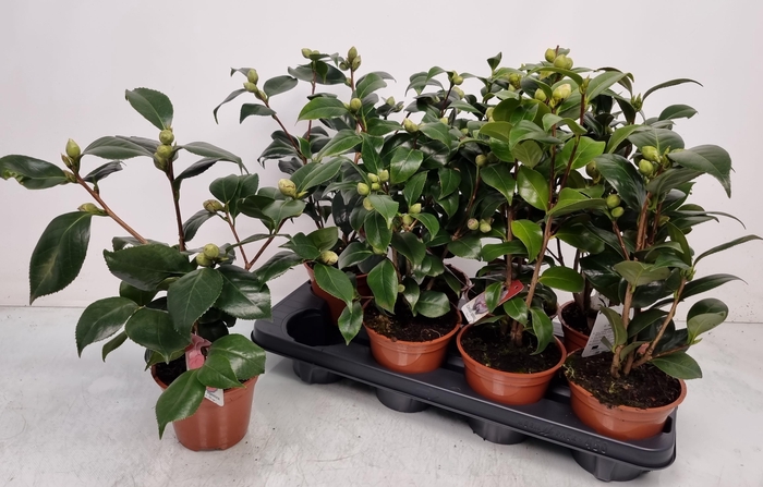 <h4>CAMELLIA JAPONICA</h4>