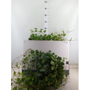 Hedera helix   ...