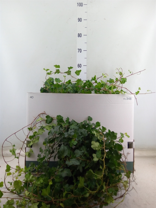 <h4>Hedera helix   ...</h4>