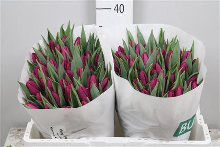 <h4>Tu En Purple Prince</h4>