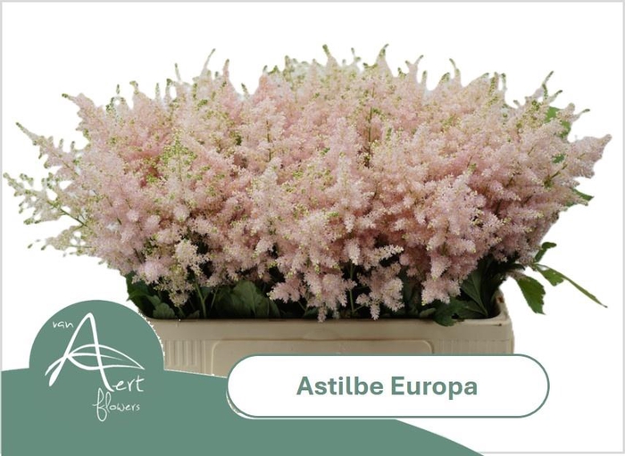 <h4>ASTIL JA EUROPA</h4>