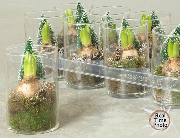 <h4>ARR HYACINTH</h4>