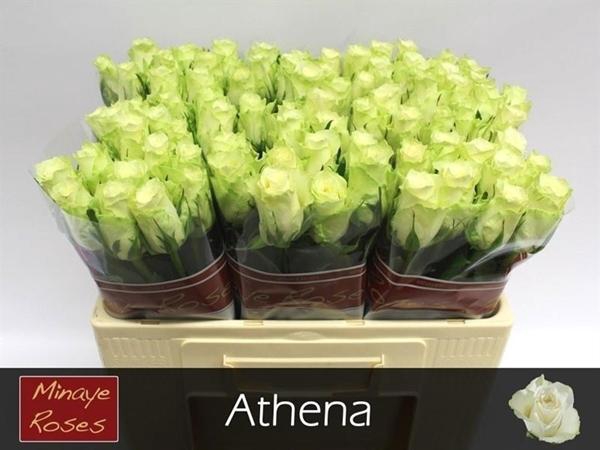 <h4>R GR ATHENA</h4>