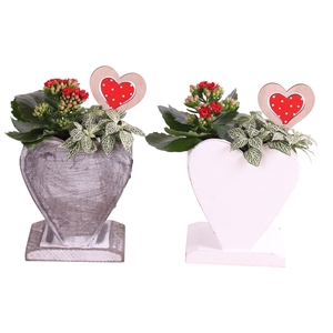 Valentine Arr. Indoor Wooden Heartshape Pot Ø14cm 2PP