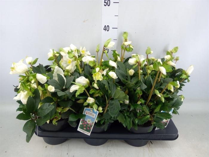 <h4>Helleborus niger</h4>