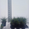 Festuca glauca
