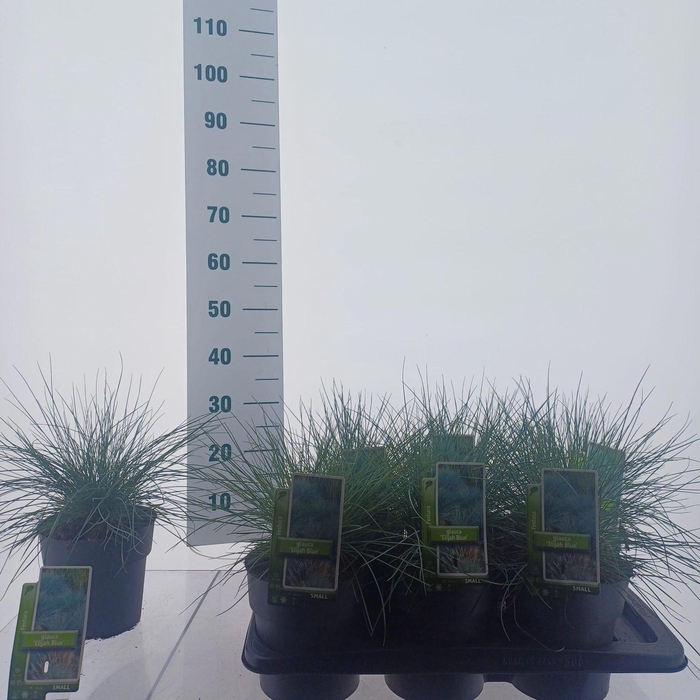 Festuca glauca