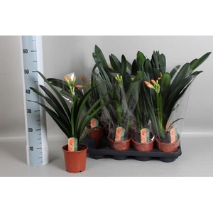 CLIVIA MI
