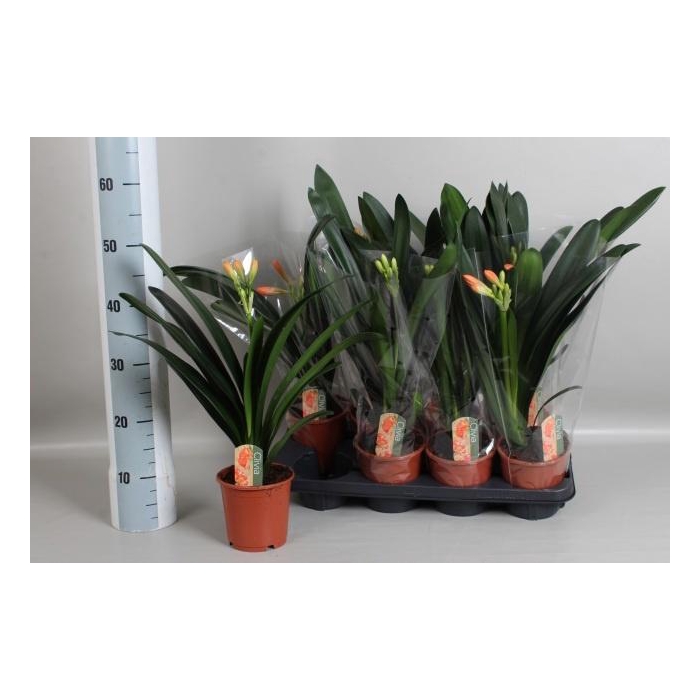 <h4>CLIVIA MI</h4>