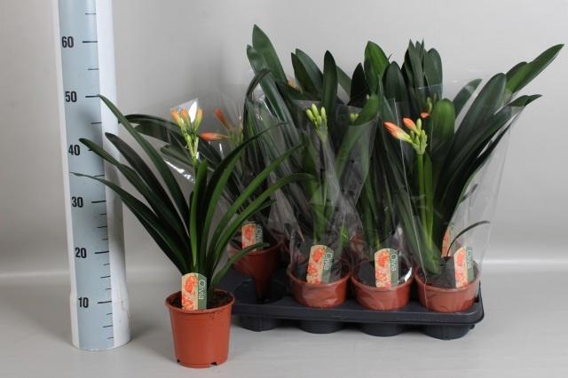 CLIVIA MI