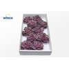 Echeveria Neurenberg Glitter Pink Cutflower Wincx-12cm