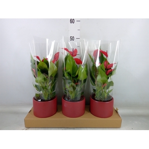 Anthurium  'Banderola Lava'