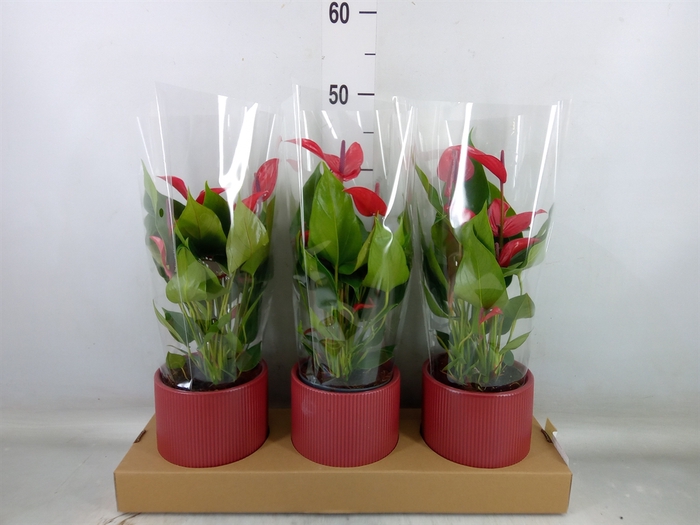 <h4>Anthurium  'Banderola Lava'</h4>