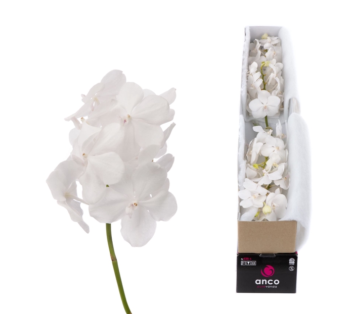 <h4>Vanda  'Tayanee Diamond White'</h4>