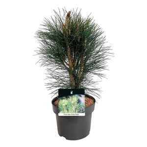 Pinus nigra 'Green Tower'