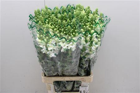 <h4>Antir Poto White</h4>