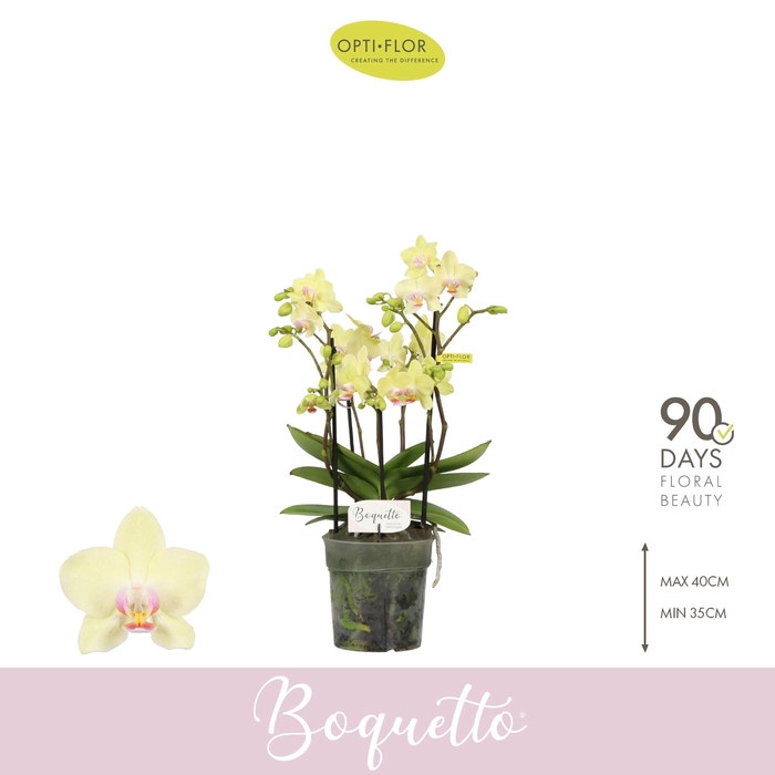 <h4>Phal Boquetto Sensation 3 Spike</h4>