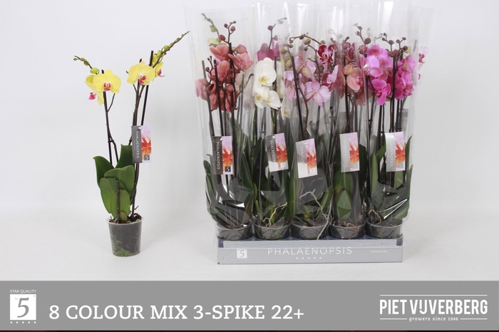 <h4>PHAL GEM 8 KL</h4>