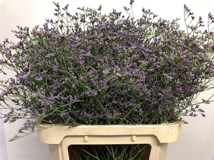 <h4>LIM MAINE BLUE</h4>