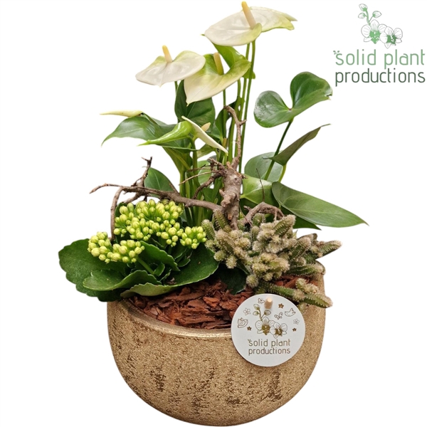 AT051 Esra Small Gold Anthurium