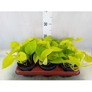 Epipremnum pinn. 'Golden Pothos'