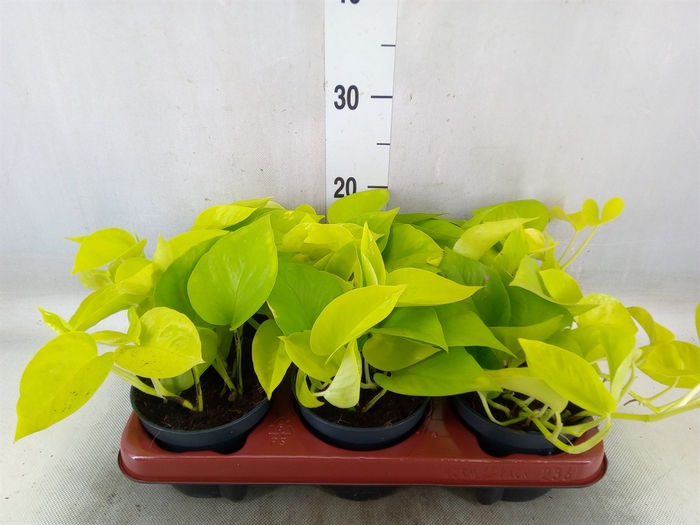 <h4>Epipremnum pinn. 'Golden Pothos'</h4>