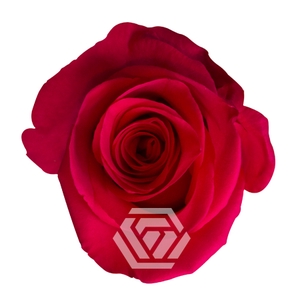 R GR V.I.PINK
