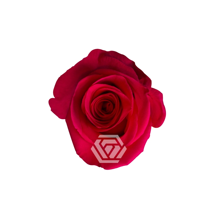 <h4>R GR V.I.PINK</h4>