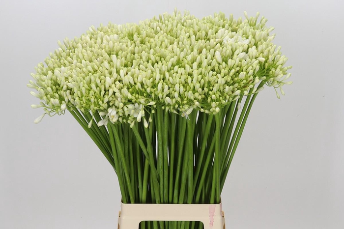 <h4>Agapanthus White Grace</h4>