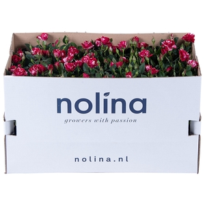 Nolina Special Roses Ø 10,5 cm Gigi in box st. 1-2