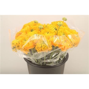 Ran. Pon Pon Luna Super X L