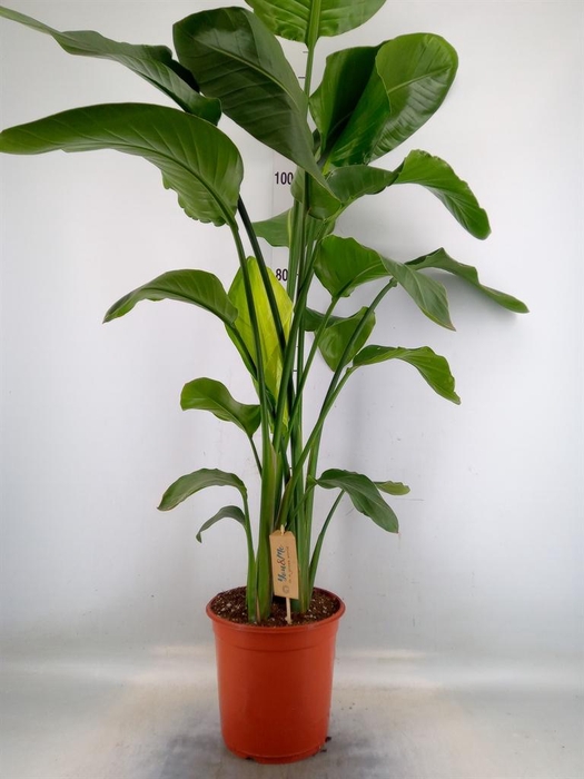 <h4>Strelitzia nicolai</h4>