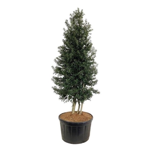 Ilex aquipernyi 'Dragon Lady'