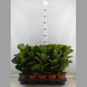 Ficus lyrata 'Bambino'