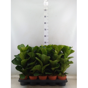 Ficus lyrata 'Bambino'