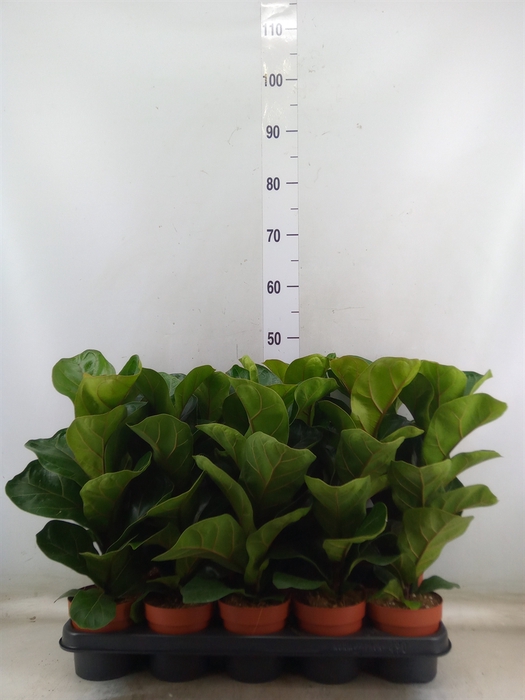 <h4>Ficus lyrata 'Bambino'</h4>