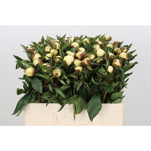 Paeonia Duchesse De Nemours