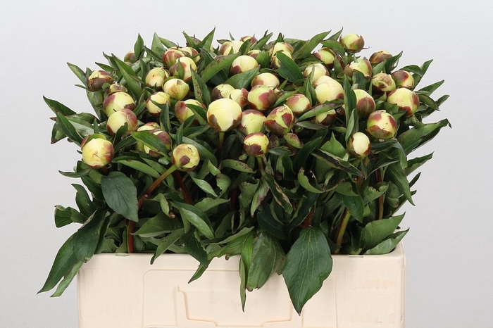 <h4>Paeonia Duchesse De Nemours</h4>