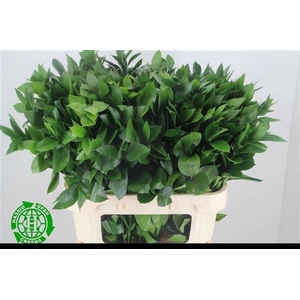RUSCUS HYPOPHYLLUM