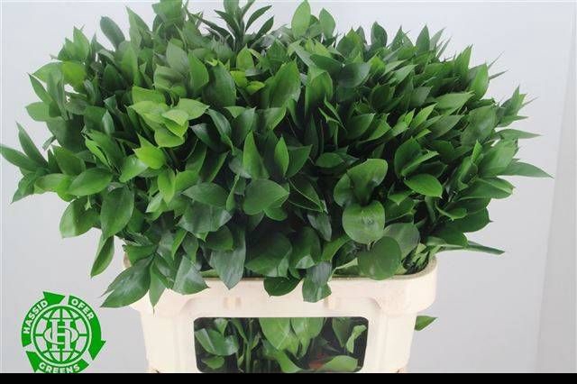 <h4>RUSCUS HYPOPHYLLUM</h4>