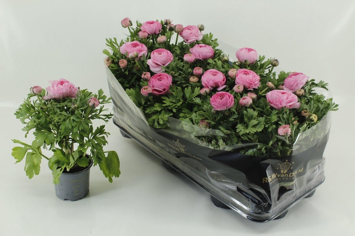 <h4>RANUN BLMDALE PINK</h4>