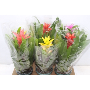 GUZMANIA VARIADA P14