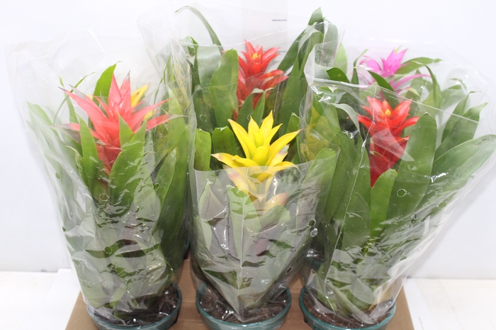 <h4>GUZMANIA VARIADA P14</h4>