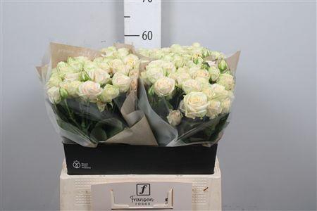 <h4>R Tr Whitney</h4>