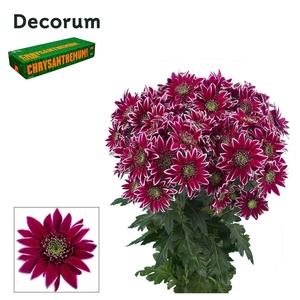 Chr T Bolte Decorum